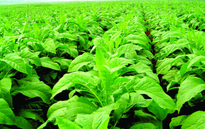 手機也能觀察大田情況？植物養(yǎng)分測定儀給你做指導