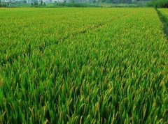 智能農(nóng)藥殘留檢測(cè)儀廠(chǎng)家該如何選擇